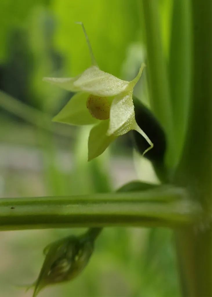 CAIGUA (Cyclanthera pedata) – in a garden setting, plant photo