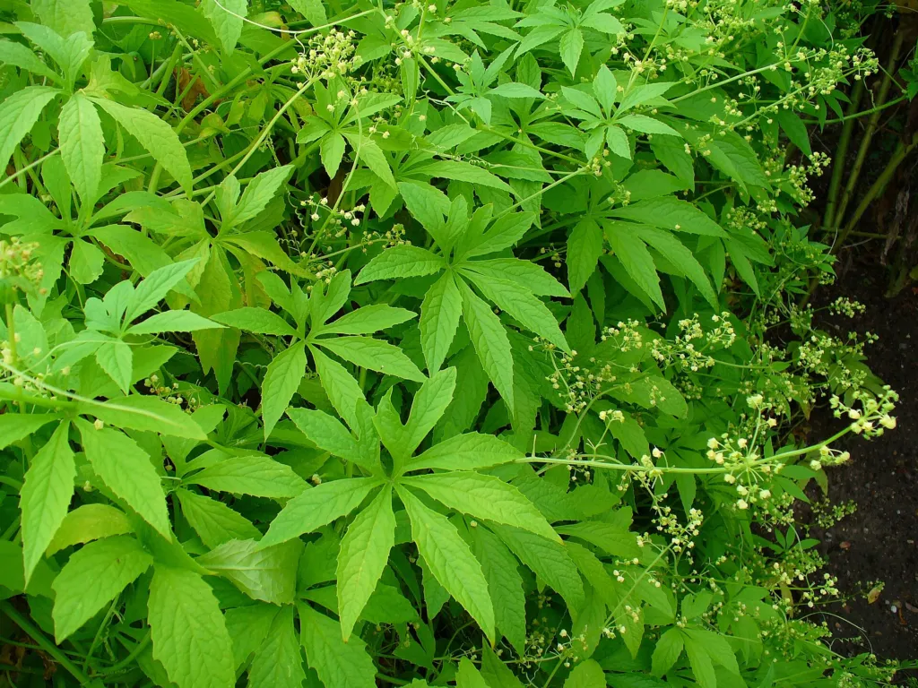 CAIGUA (Cyclanthera pedata) – in a garden setting, plant photo