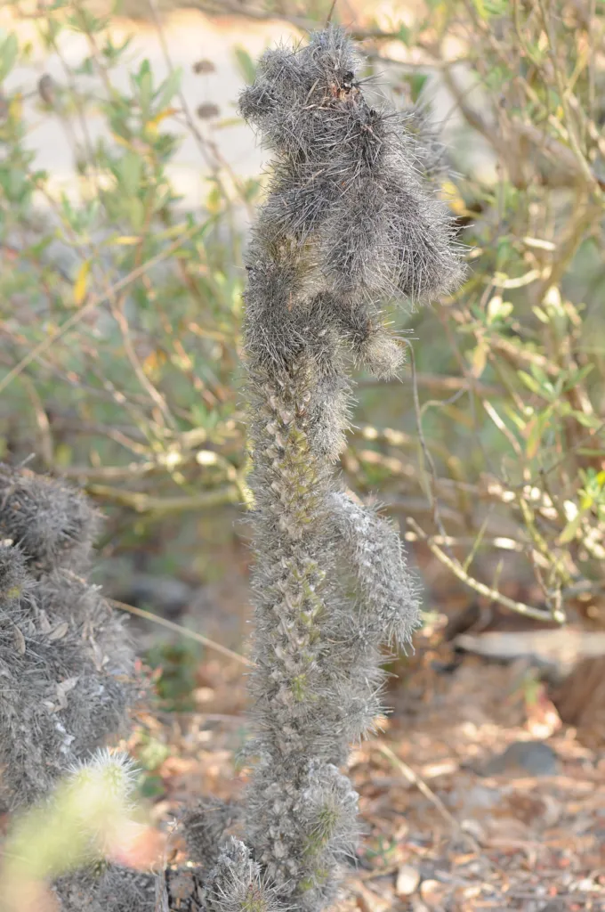 Cylindropuntia echinocarpa – pestovanie a (Cylindropuntia echinocarpa) – v záhrade, fotografia