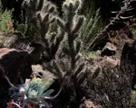Golden cholla (Cylindropuntia echinocarpa) care guide