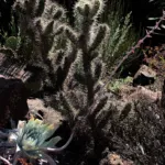 golden cholla (Cylindropuntia echinocarpa) – plant photo