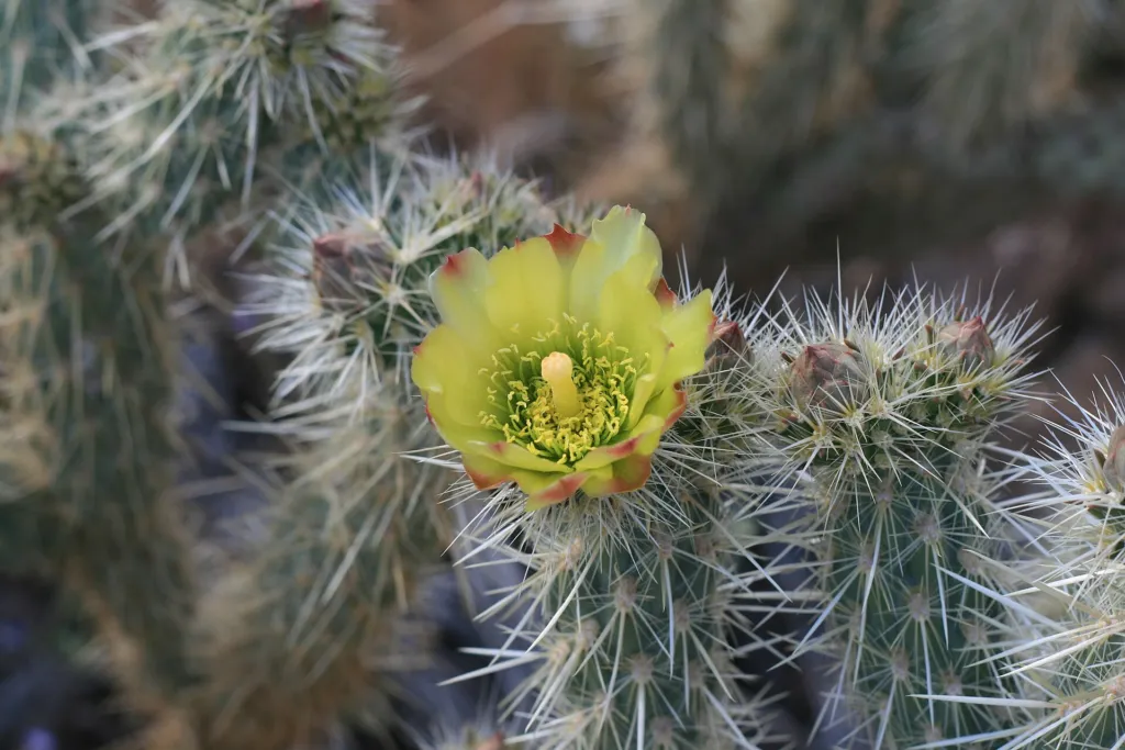 Cylindropuntia echinocarpa – pestovanie a (Cylindropuntia echinocarpa) – kvety zblízka, fotografia