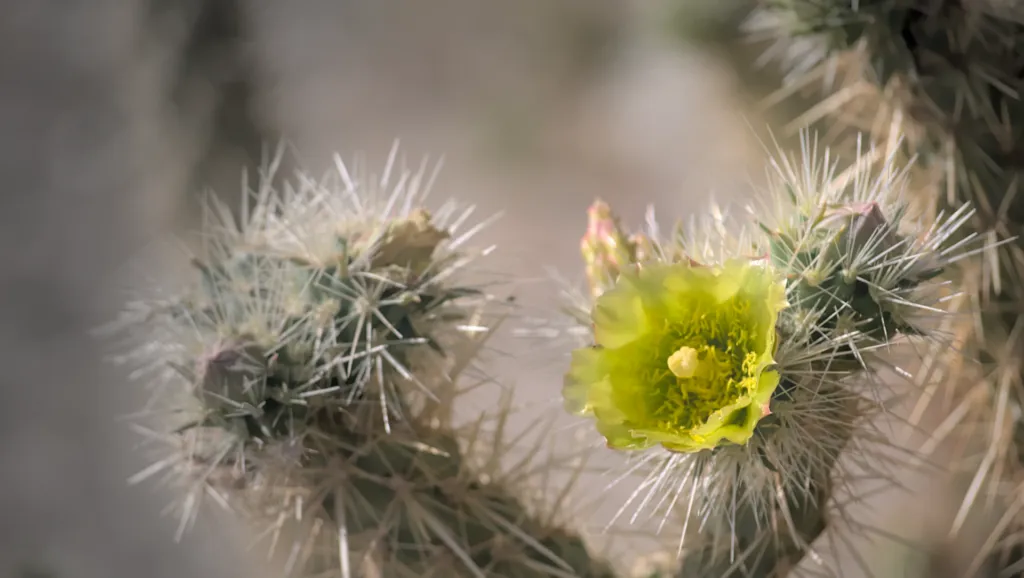 Cylindropuntia echinocarpa – pestovanie a (Cylindropuntia echinocarpa) – kvety zblízka, fotografia
