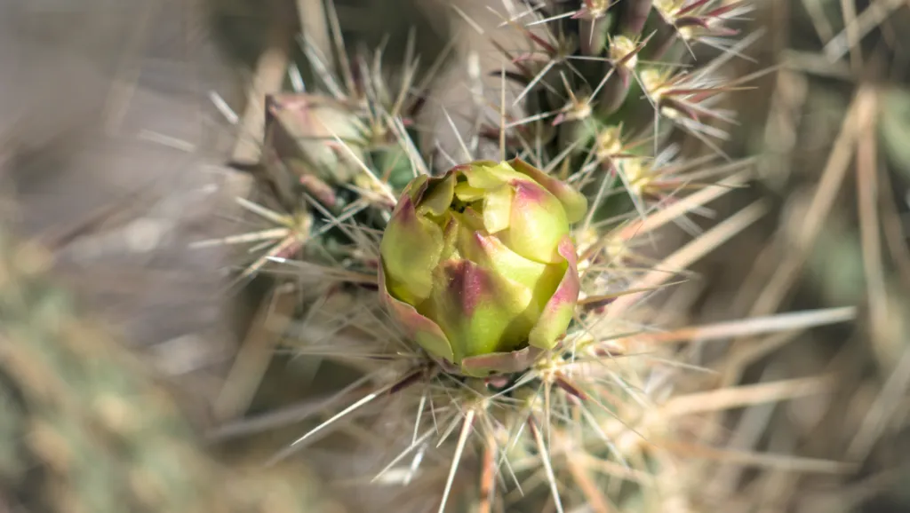 Cylindropuntia echinocarpa – pestovanie a (Cylindropuntia echinocarpa) – kvety zblízka, fotografia