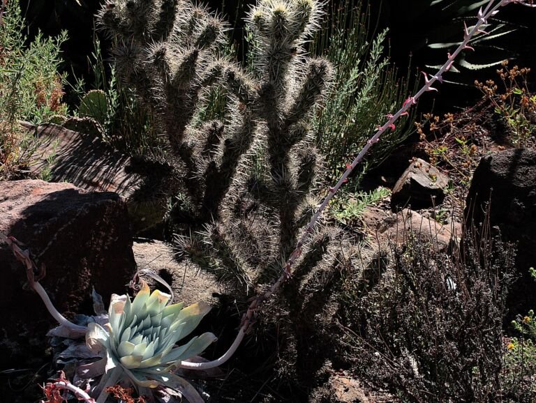 Cylindropuntia echinocarpa – pestovanie a starostlivosť (Cylindropuntia echinocarpa) – fotografia
