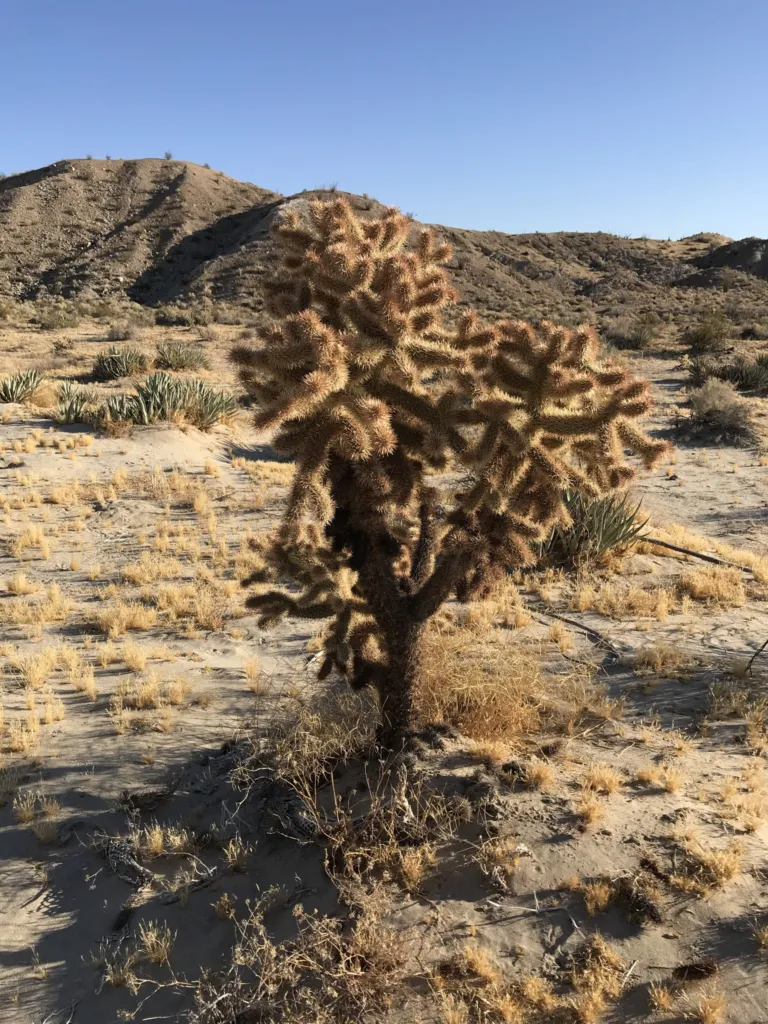Cylindropuntia fosbergii – pestovanie a (Cylindropuntia fosbergii) – typický vzhľad, fotografia