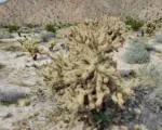 Cylindropuntia fosbergii care guide