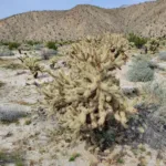 Cylindropuntia fosbergii care guide (Cylindropuntia fosbergii) – plant photo