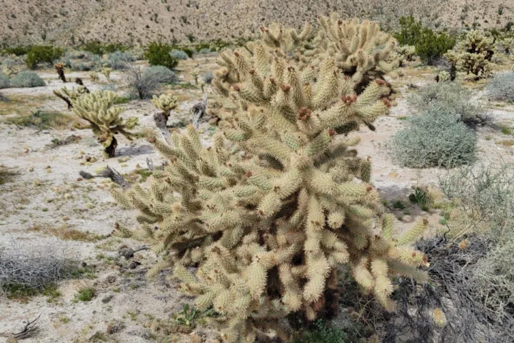 Cylindropuntia fosbergii