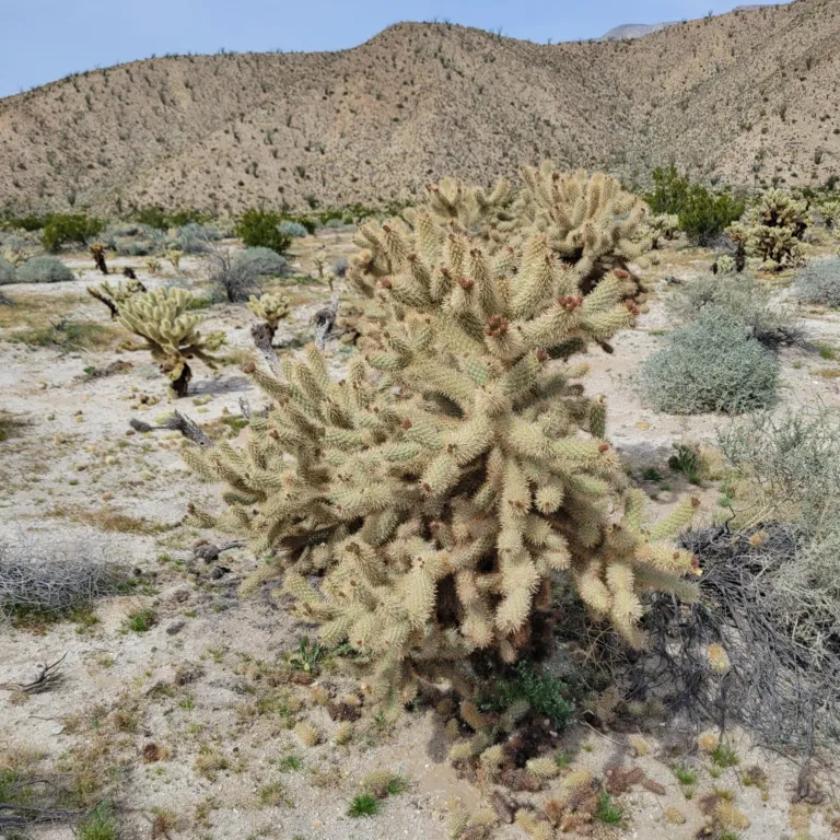 Cylindropuntia fosbergii