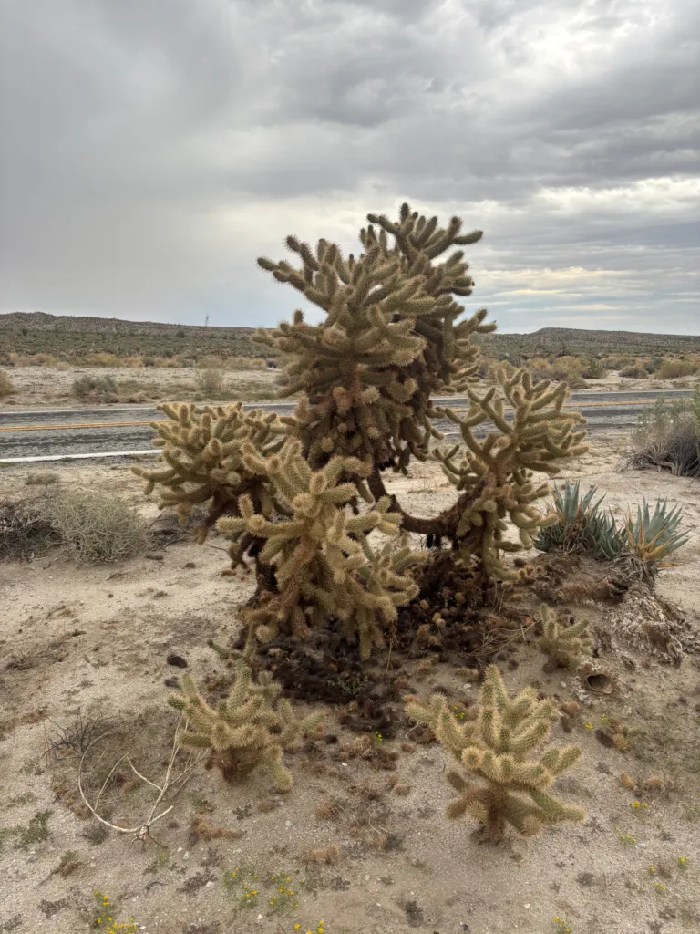 Cylindropuntia fosbergii – pestovanie a (Cylindropuntia fosbergii) – typický vzhľad, fotografia