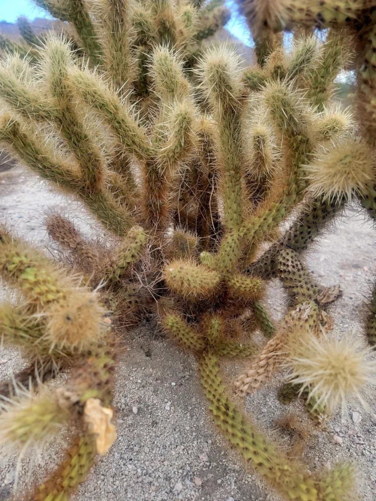 Cylindropuntia fosbergii – pestovanie a (Cylindropuntia fosbergii) – typický vzhľad, fotografia