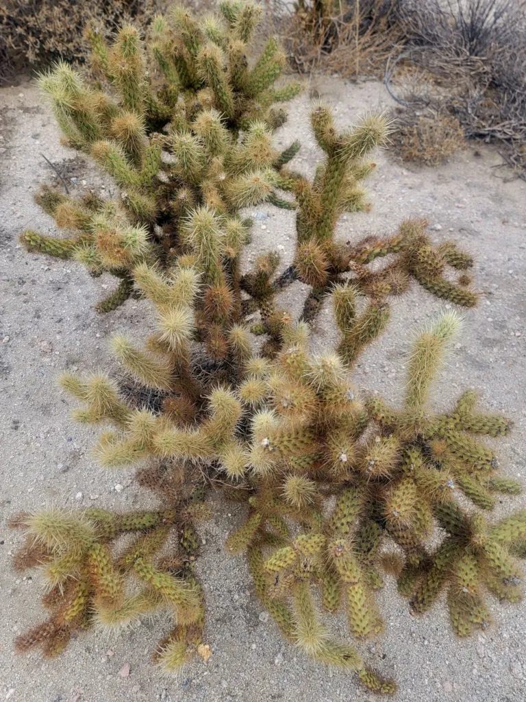 Cylindropuntia fosbergii – pestovanie a (Cylindropuntia fosbergii) – typický vzhľad, fotografia