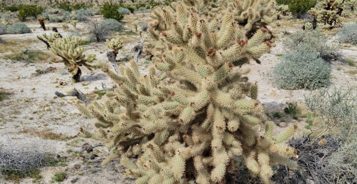 Cylindropuntia fosbergii – fotografia rastliny