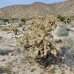 Cylindropuntia fosbergii – pestovanie a starostlivosť (Cylindropuntia fosbergii) – fotografia