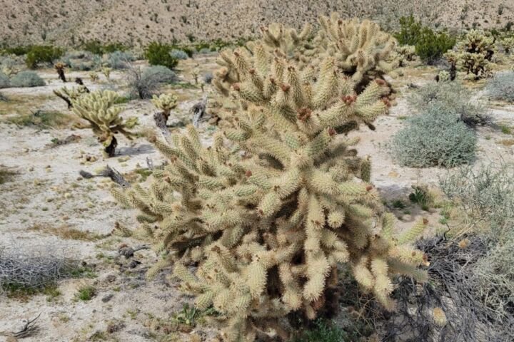 Cylindropuntia fosbergii