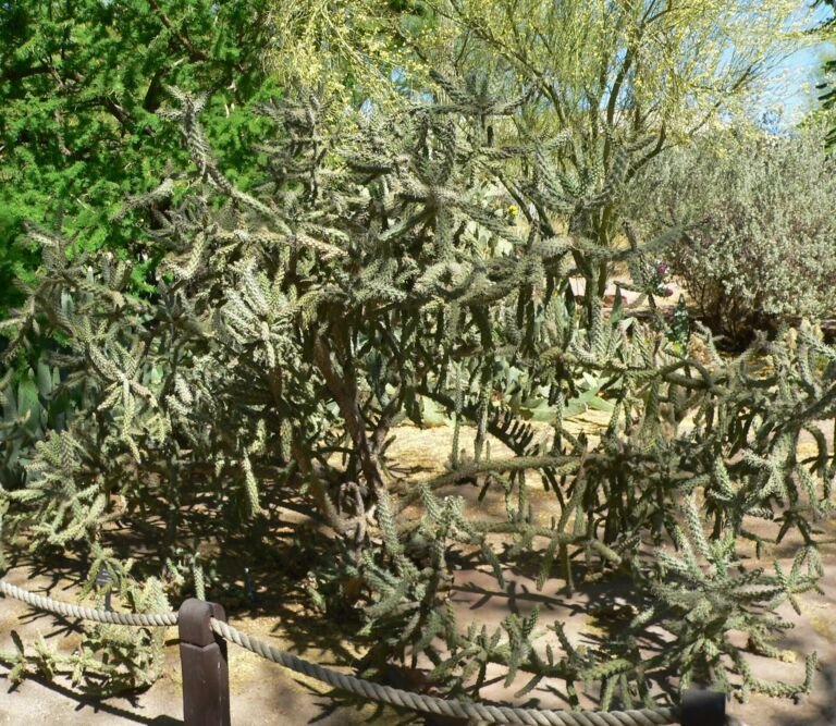 Cylindropuntia 'Fulgida'