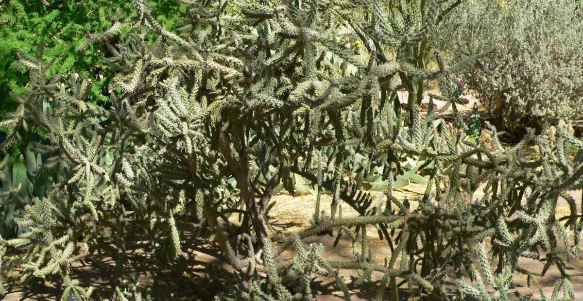 Cylindropuntia 'Fulgida' – fotografia rastliny