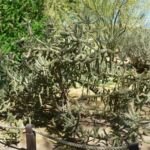 Cylindropuntia ‘Fulgida’ (Cylindropuntia 'Fulgida') – fotografia rastliny