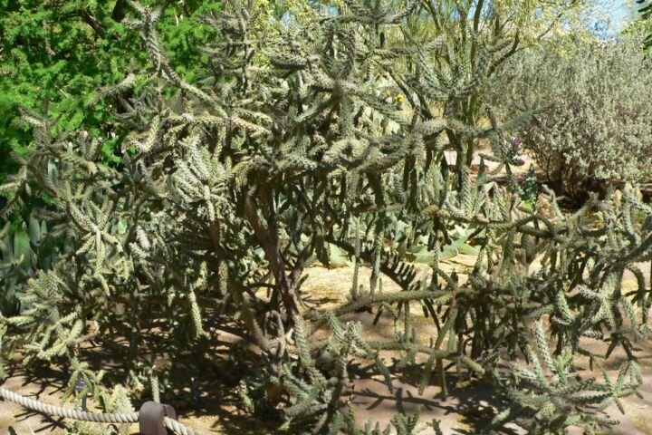 Cylindropuntia 'Fulgida'