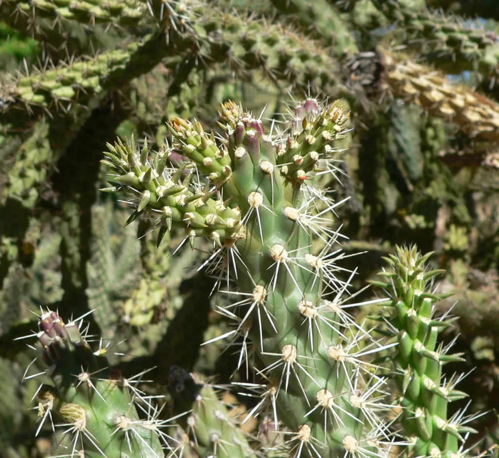 Cylindropuntia ‘Fulgida’ (Cylindropuntia 'Fulgida') – in a garden setting, plant photo
