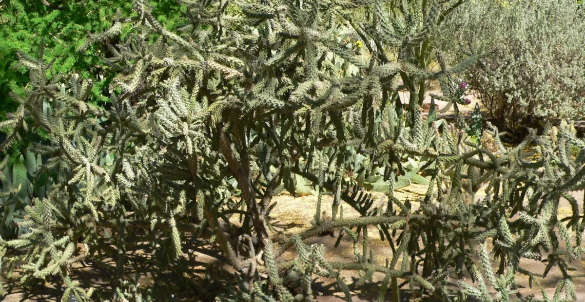 Cylindropuntia 'Fulgida' – plant photo