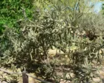 Cylindropuntia ‘Fulgida’