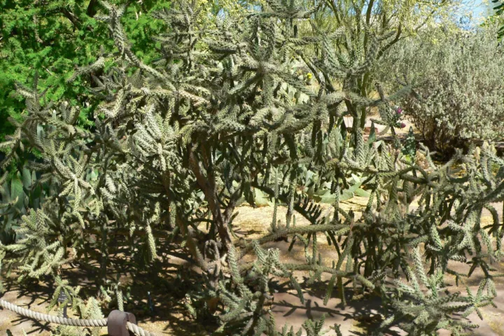 Cylindropuntia 'Fulgida'