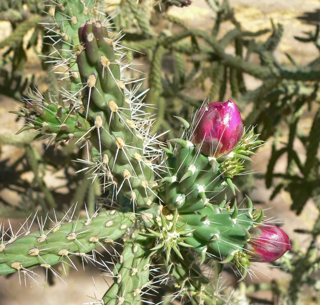 Cylindropuntia ‘Fulgida’ (Cylindropuntia 'Fulgida') – in a garden setting, plant photo