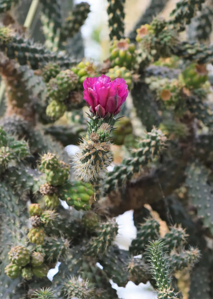 Cylindropuntia ‘Fulgida’ (Cylindropuntia 'Fulgida') – in a garden setting, plant photo