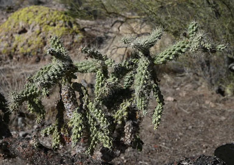 Cylindropuntia ‘Fulgida’ (Cylindropuntia 'Fulgida') – characteristic appearance, plant