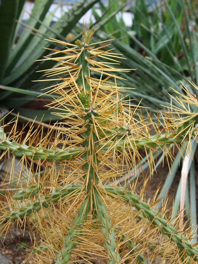 tree cholla (Cylindropuntia imbricata) – in a garden setting, plant photo