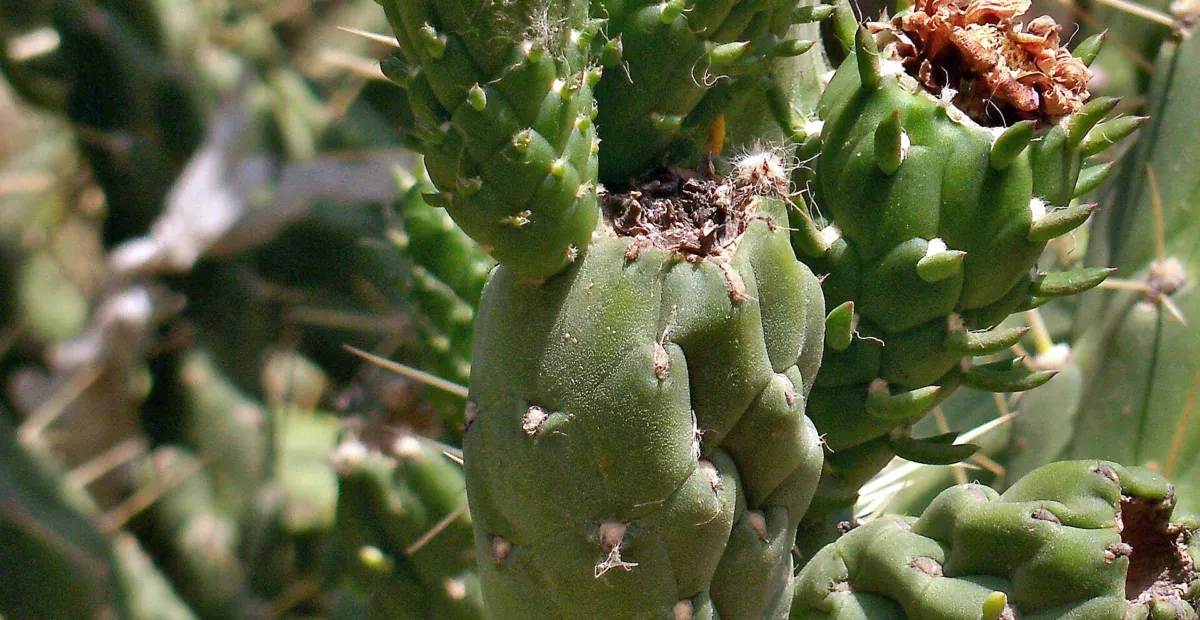 tree cholla (Cylindropuntia imbricata) – plant photo
