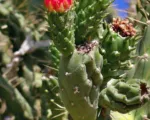 Tree cholla (Cylindropuntia imbricata) care guide