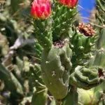 tree cholla (Cylindropuntia imbricata) – plant photo
