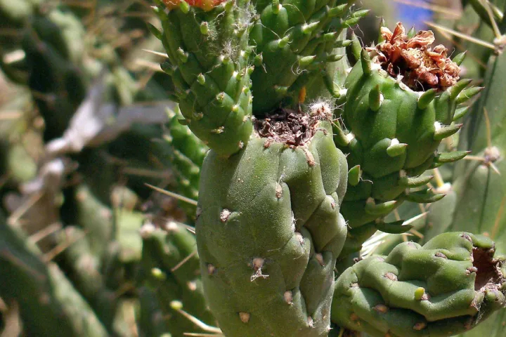 Cylindropuntia imbricata