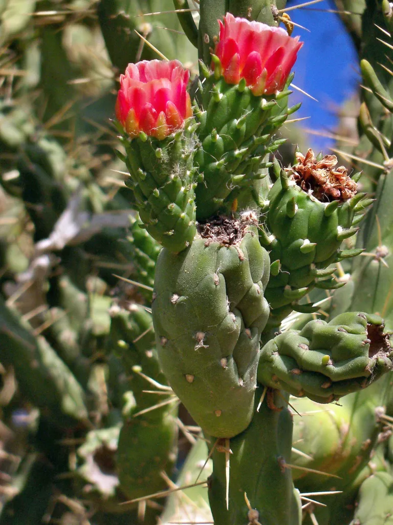 Cylindropuntia imbricata