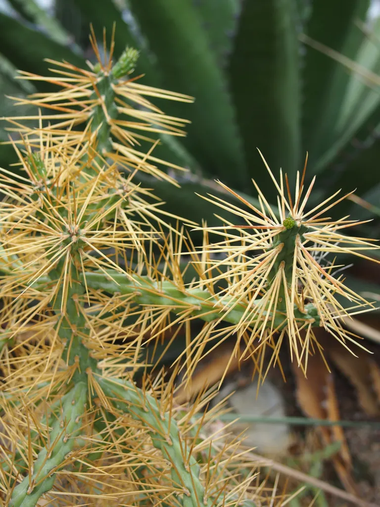 tree cholla (Cylindropuntia imbricata) – in a garden setting, plant photo