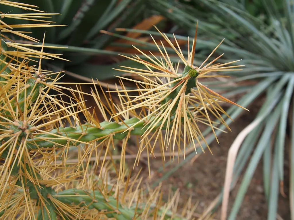 tree cholla (Cylindropuntia imbricata) – in a garden setting, plant photo