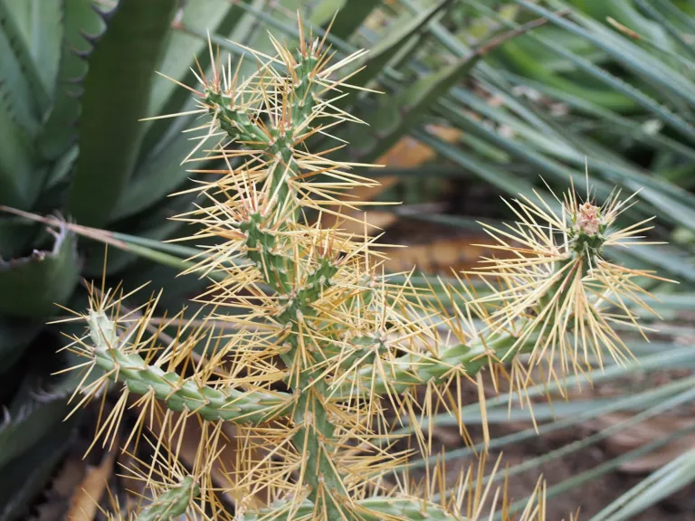 tree cholla (Cylindropuntia imbricata) – in a garden setting, plant photo