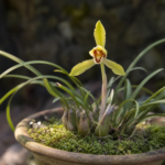 cymbídia Göringova (Cymbidium goeringii) – fotografia rastliny