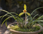 Cymbidium goeringii – Pflege