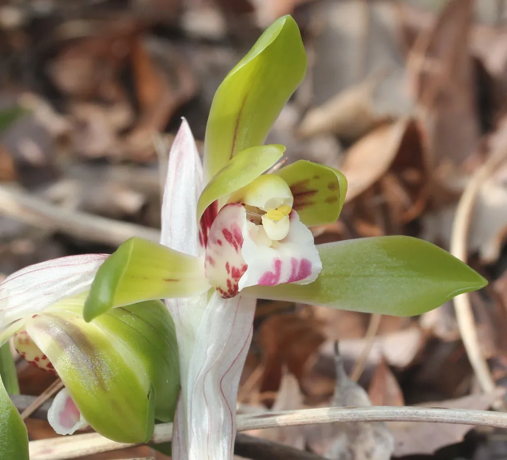 Cymbidium goeringii – (Cymbidium goeringii) – Blüten in Nahaufnahme, Pflanzenfoto