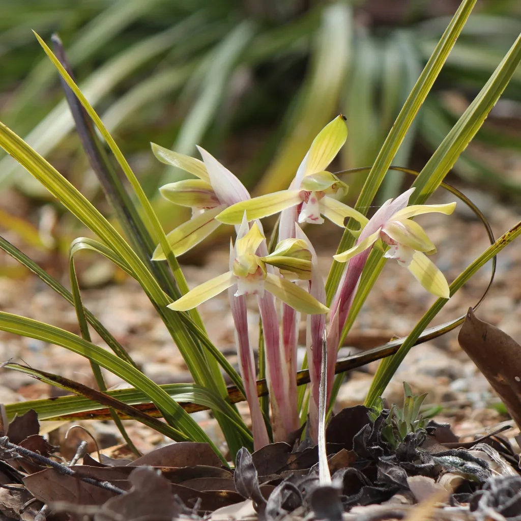 Cymbidium goeringii – (Cymbidium goeringii) – typisches Erscheinungsbild, Pflanzenfoto