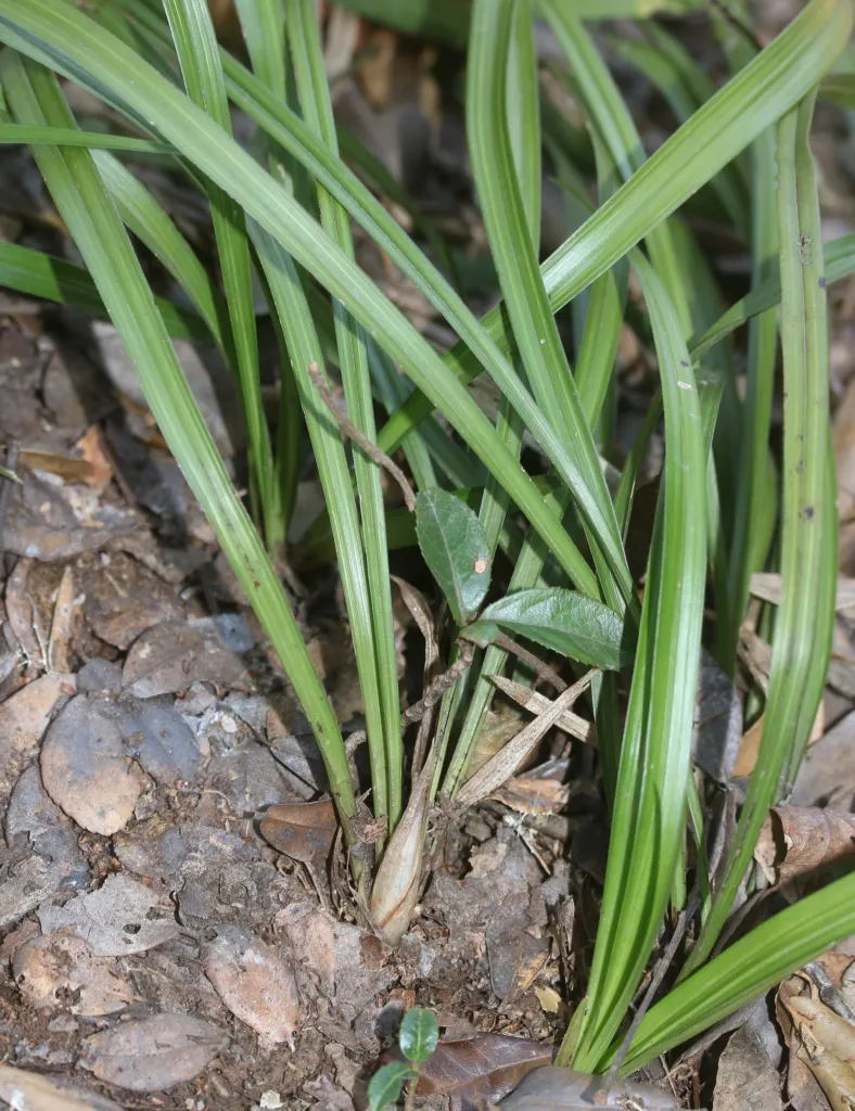 Cymbidium goeringii – (Cymbidium goeringii) – typisches Erscheinungsbild, Pflanzenfoto