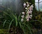 Cymbidium insigne care guide