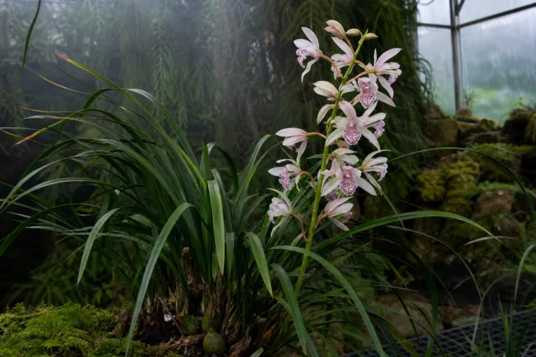 Cymbidium insigne