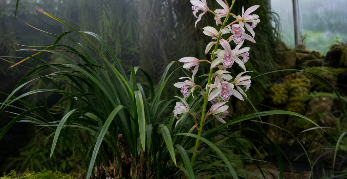 Cymbidium insigne – Pflanzenfoto