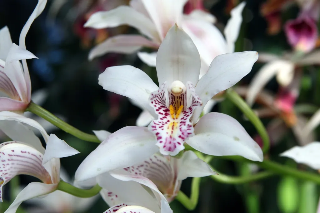 Cymbidium insigne care guide (Cymbidium insigne) – in a garden setting, plant photo