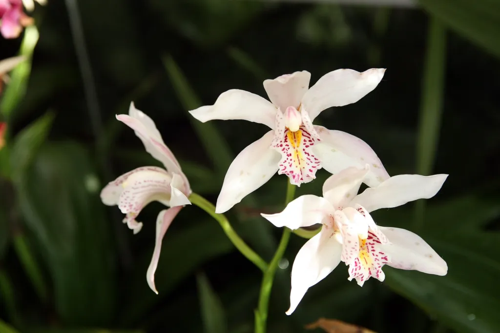 Cymbidium insigne care guide (Cymbidium insigne) – in a garden setting, plant photo